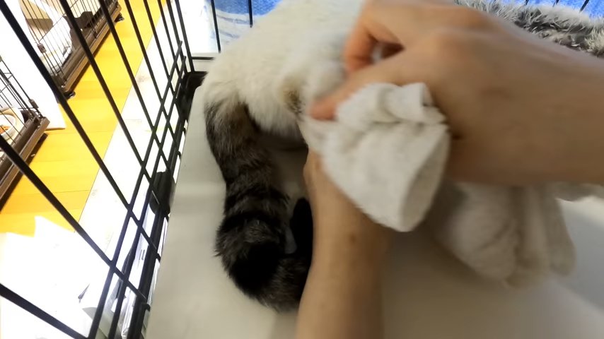 踵を拭かれる猫