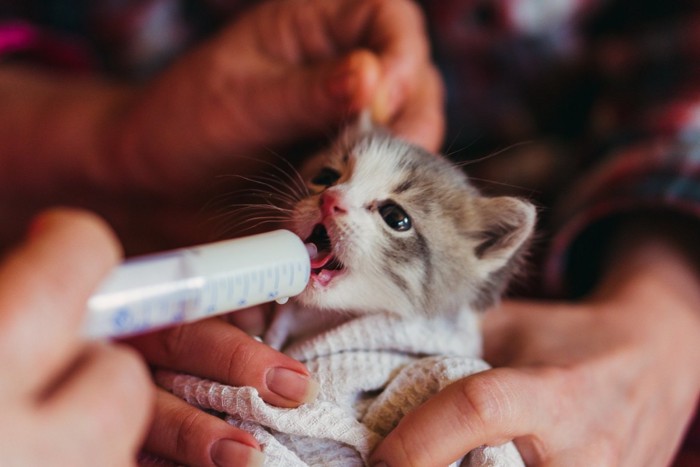 ミルクを飲む子猫