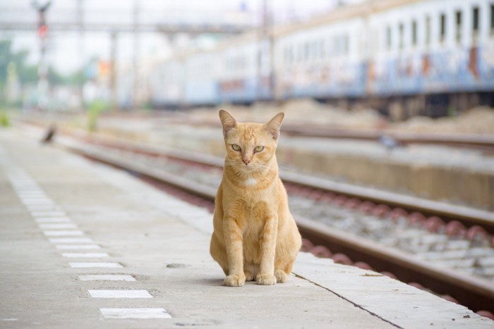 ホームにたたずむ茶トラ猫