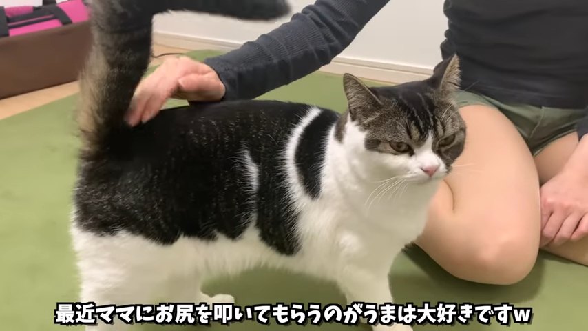 しっぽの付け根を叩かれる猫