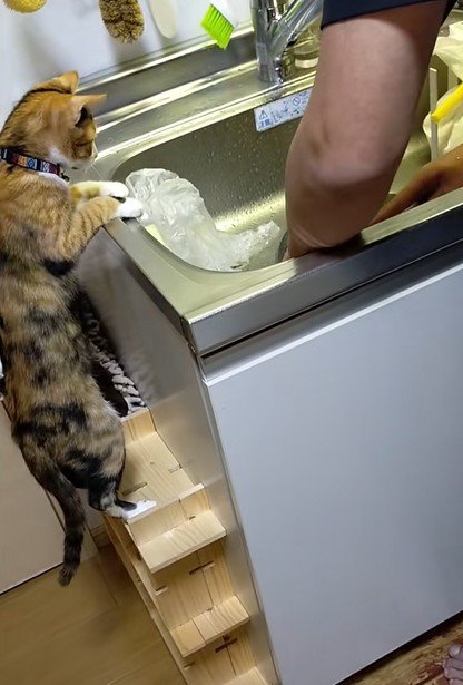 驚いて身を引く猫