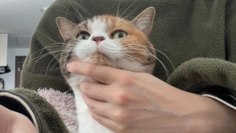 猫と飼い主