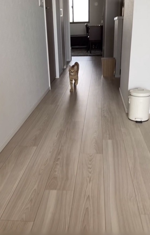 飼い主さんのほうに走ってくる茶トラ猫