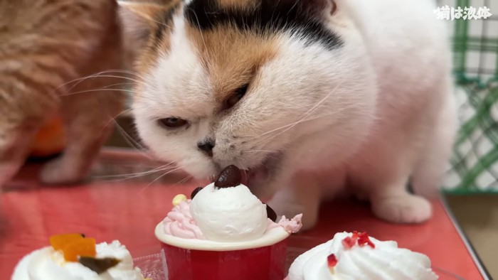 ケーキを食べる猫