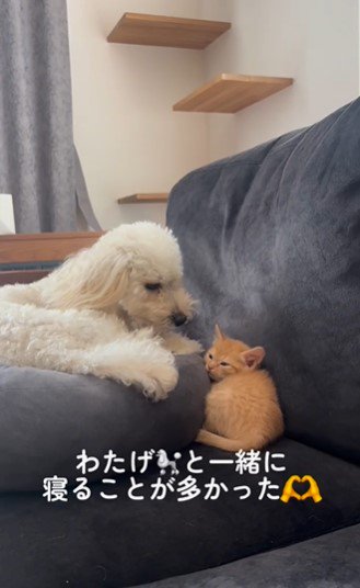 先輩犬とソファでまったり