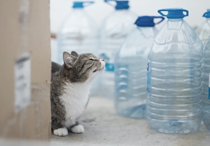 ペットボトルに顔を近づける猫