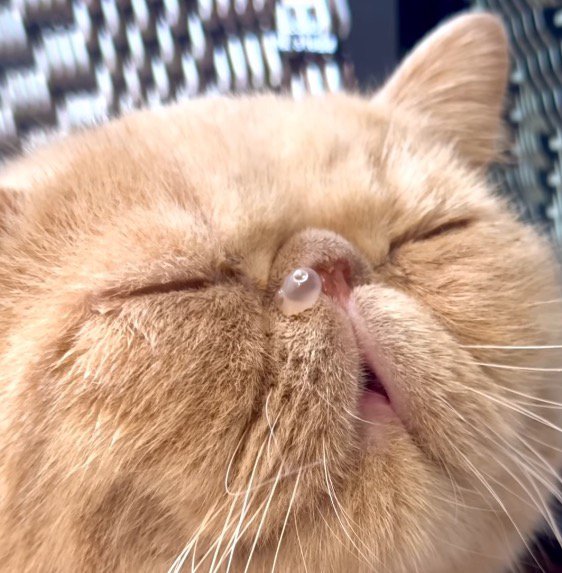 鼻ちょうちんを出しながら眠る猫