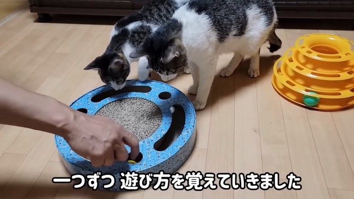 おもちゃを見る猫