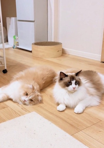 寝転がる2匹の猫