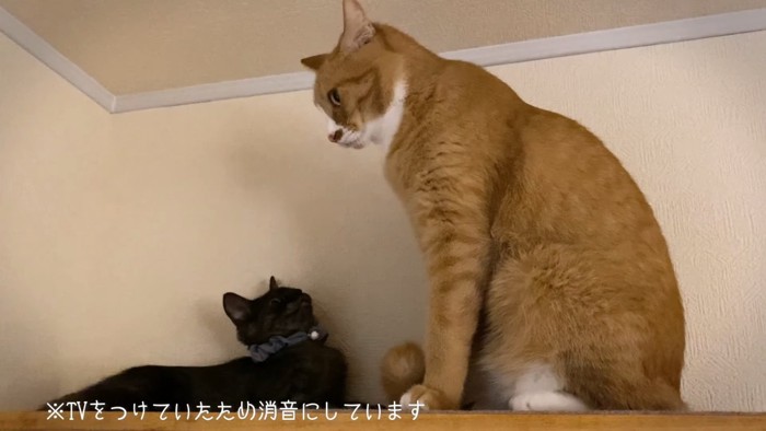 小さくなる子猫と座る成猫