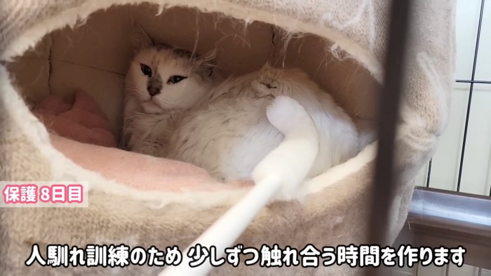 棒で触られる猫