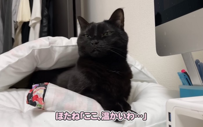 ぼんやりする猫