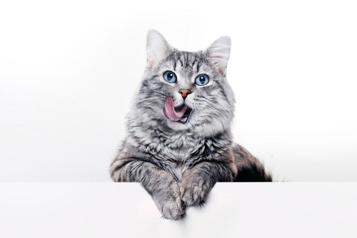 口を舐める猫