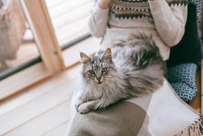 人の膝の上に乗る猫