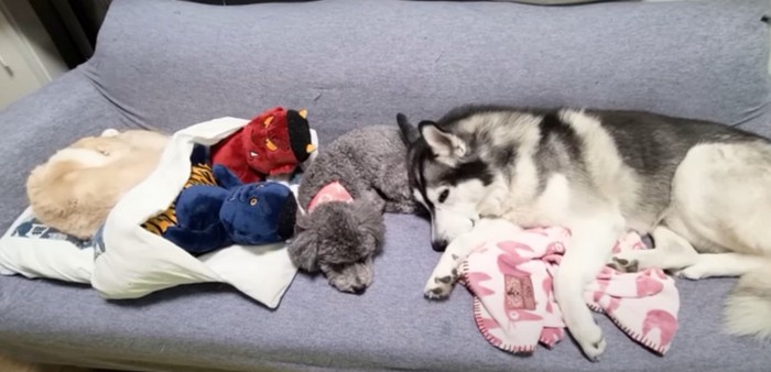 眠る3匹