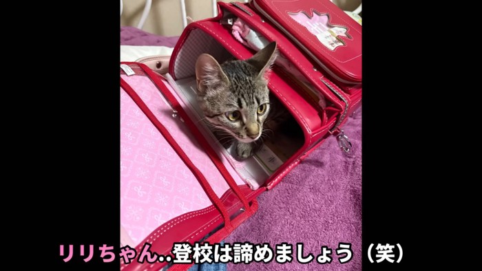 テロップ「リリちゃん..~」