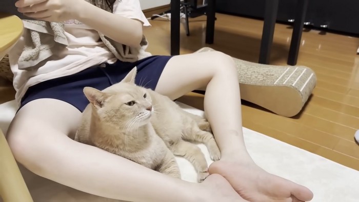 ひし形に開いたお膝の隙間に横たわる猫ちゃん