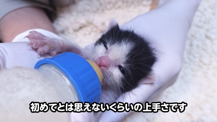 哺乳瓶でミルクを飲むハチワレの子猫
