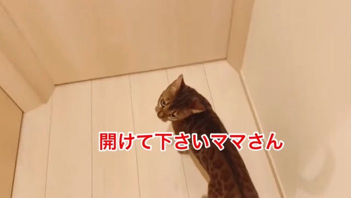 ドアの前に立つ猫