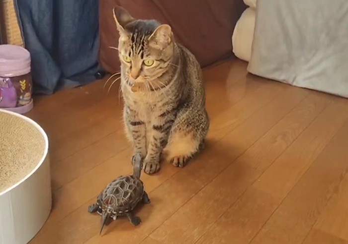 猫の足元に近寄る亀