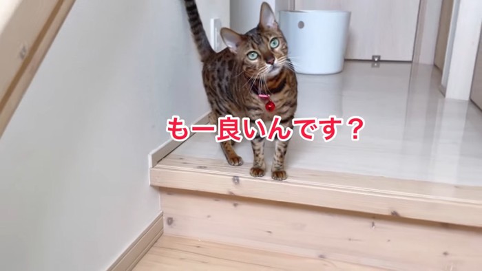 赤い首輪の猫