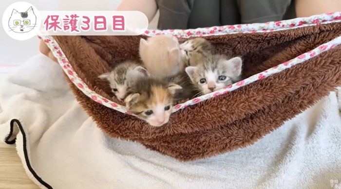 寝起きの子猫