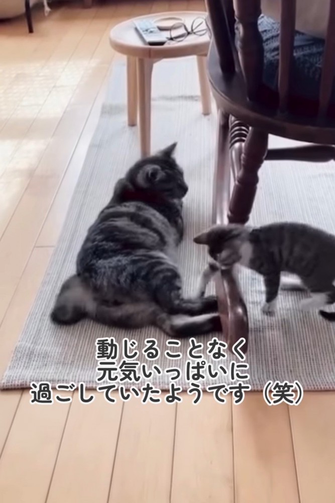 成猫に触る子猫