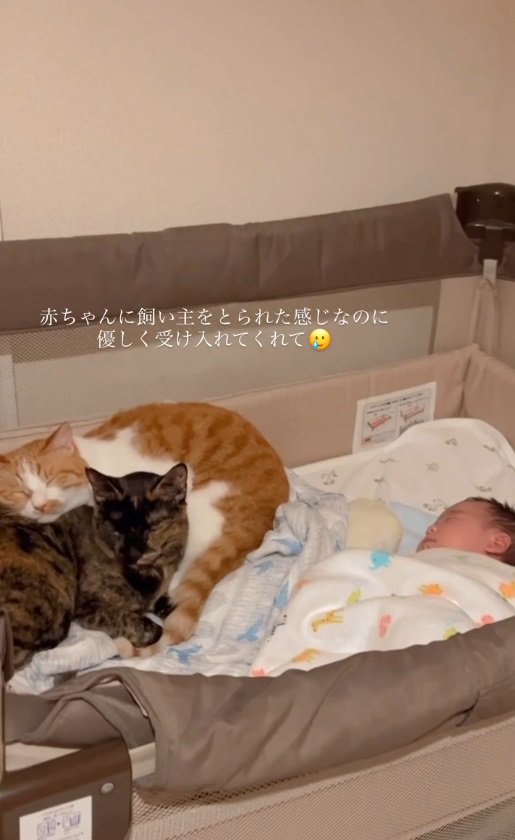 赤ちゃんのベッドで眠る2匹の猫