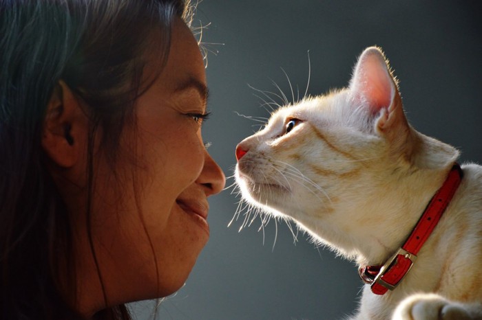 人に鼻を近づける猫