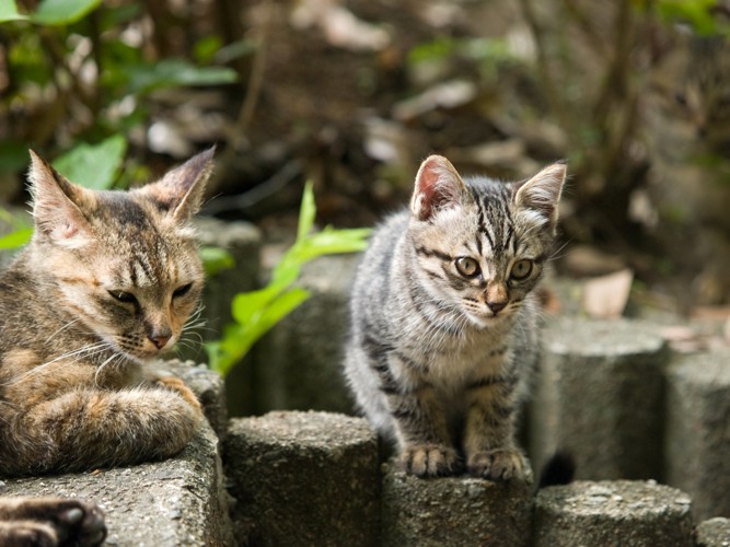 野良猫の親子