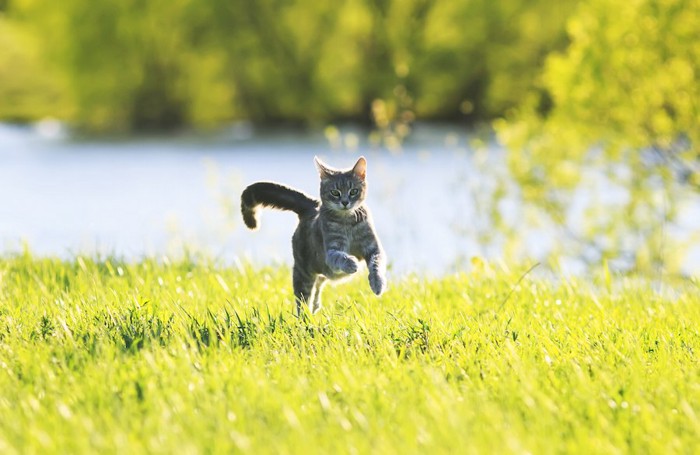 草原を走る猫