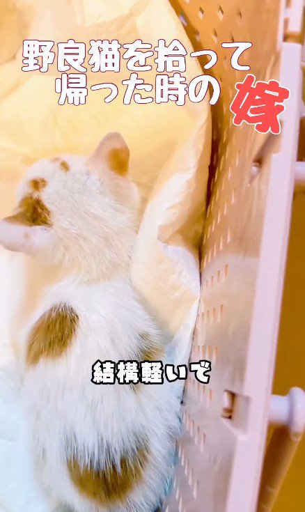 カゴの中の子猫