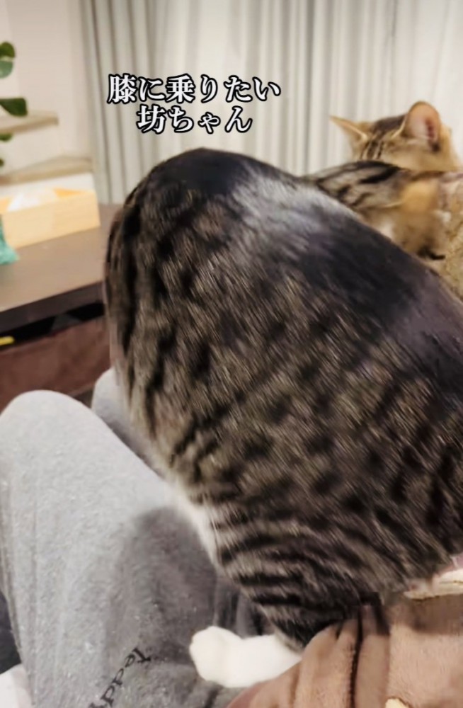 ママの膝の上から移動するキジ白猫