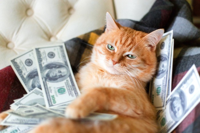お金に埋もれている猫