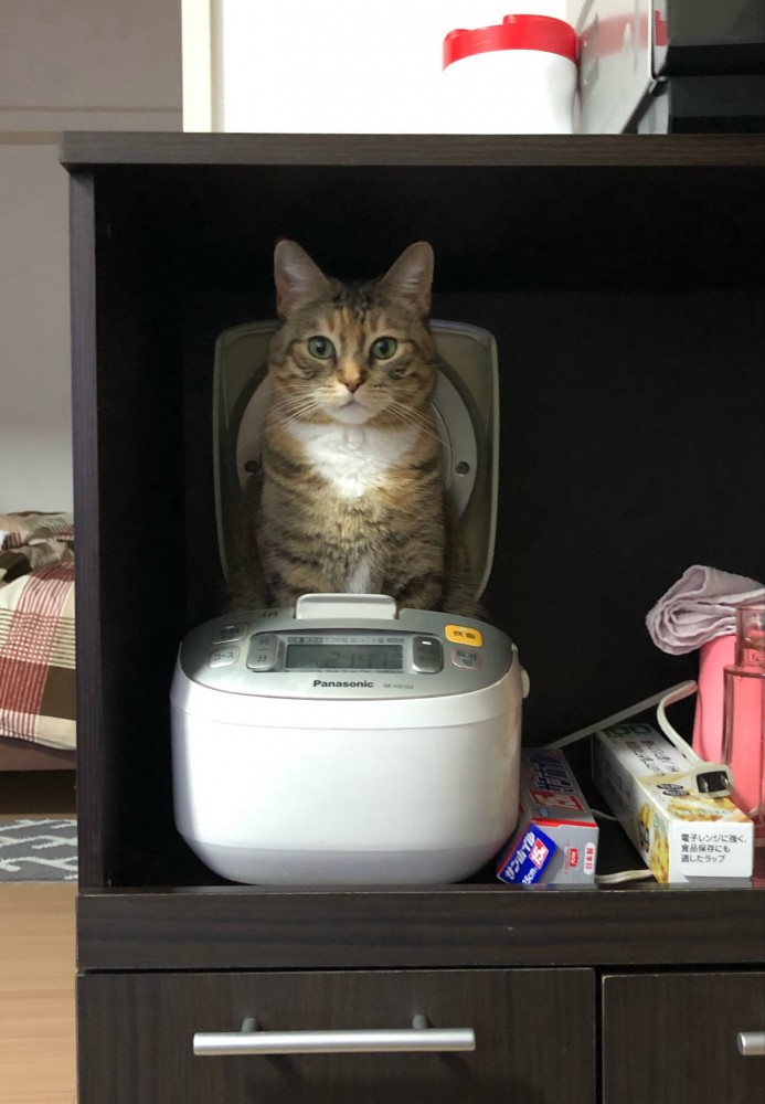 炊飯器の中に座る猫
