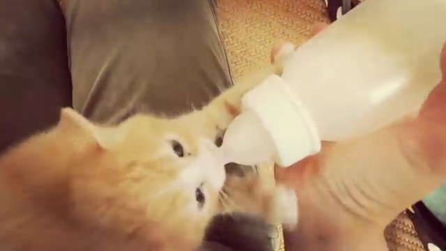 哺乳瓶でミルクを飲む子猫