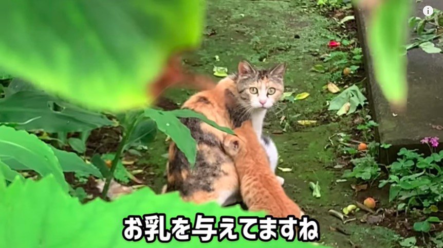 こちらを窺う母猫