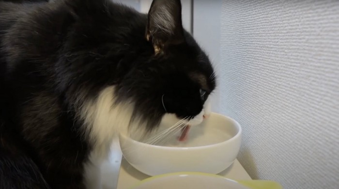 お水を飲むチコさん