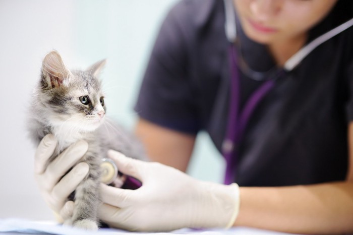動物病院で診察を受ける猫
