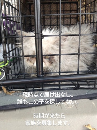 捕獲器の中にいる目の周りが汚れた猫