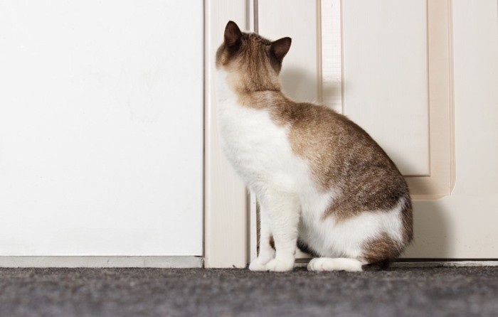 トイレの前で出待ちする猫