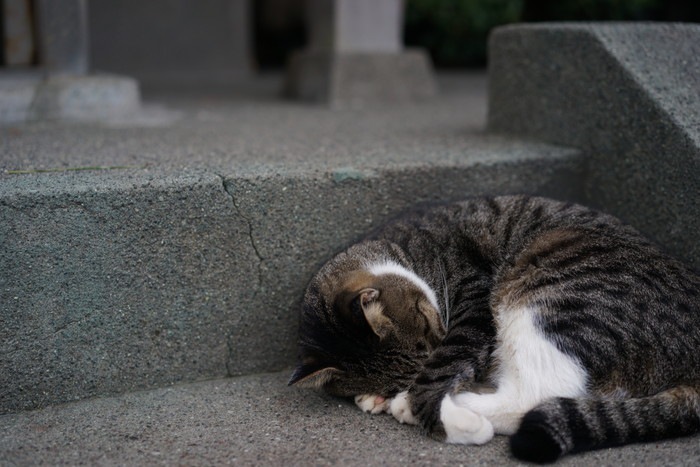 階段でうずくまる猫