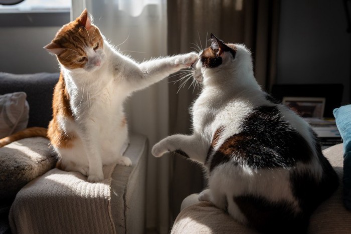 遊ぶ2匹の猫