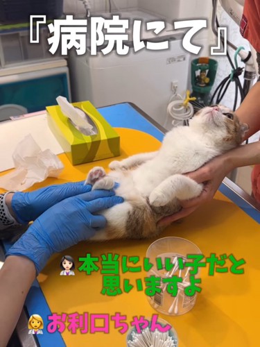 上を向く猫