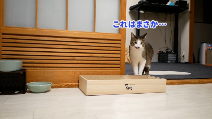 びっくりした顔の猫