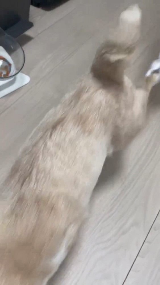 歩いてく猫