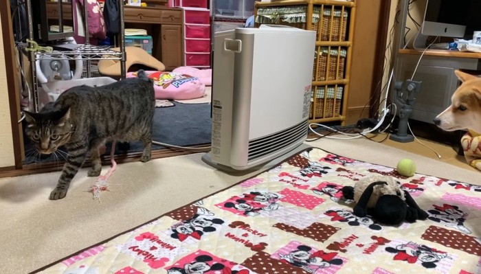 歩く猫と猫を見る柴犬