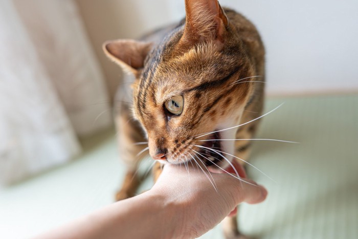 飼い主の手を噛む猫