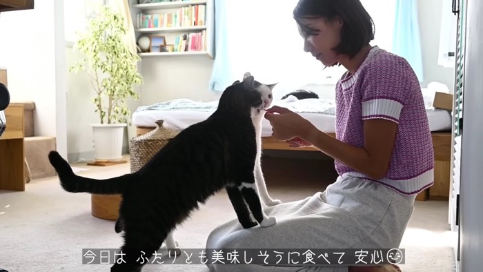 2匹の猫におやつを与える女性