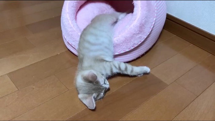 猫用ベッドの上で眠る子猫